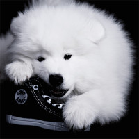 Buy canvas prints of Samoyed 1 by Simon H