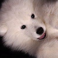 Buy canvas prints of Samoyed 3 by Simon H