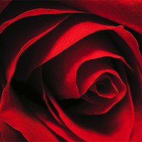 Buy canvas prints of Rose by Simon H