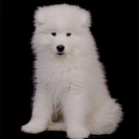 Buy canvas prints of Samoyed 5 by Simon H