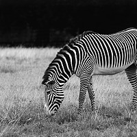 Buy canvas prints of Zebra Grazing by Simon H