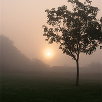 Buy canvas prints of Misty tree by Adam Jesney