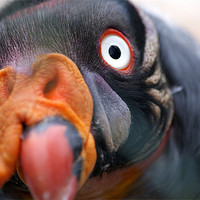 Buy canvas prints of King Vulture by Adam Jesney