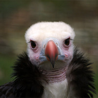 Buy canvas prints of White Headed Vulture by Adam Jesney