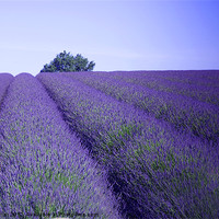 Buy canvas prints of Lavender Fields Snowshill Cotswold by Jim Hellier