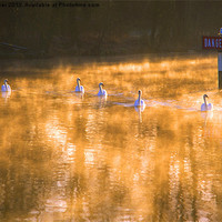 Buy canvas prints of Swans at Mapledurham by Jim Hellier