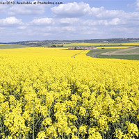 Buy canvas prints of Rapeseed fields Oxfordshire by Jim Hellier
