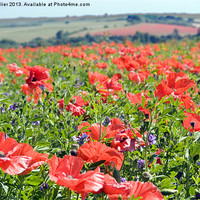 Buy canvas prints of Poppies Compton west Berkshire by Jim Hellier