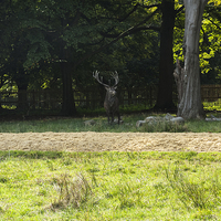 Buy canvas prints of Stag in Windsor Great park by Jim Hellier