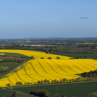 Buy canvas prints of Yellow fields Berkshire Downs by Jim Hellier