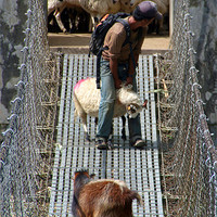 Buy canvas prints of Goats on Suspension Bridge Tikhedhunga by Serena Bowles