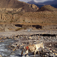 Buy canvas prints of Horse Crossing River near Jomsom, Annapurna Circui by Serena Bowles