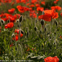 Buy canvas prints of Backlit Poppies by Serena Bowles
