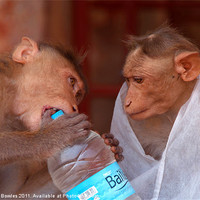 Buy canvas prints of Cheeky Monkeys Opening Stolen Water Hampi by Serena Bowles