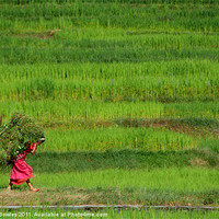 Buy canvas prints of Woman Harvesting Crops near Bhaktapur, Nepal by Serena Bowles