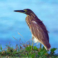 Buy canvas prints of Pond Heron on Grass Varkala by Serena Bowles