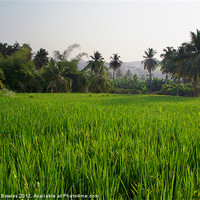 Buy canvas prints of Rice Paddy Field Hampi, Karnataka, India by Serena Bowles