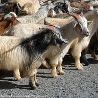 Buy canvas prints of Mustang Goats on Road by Serena Bowles