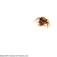 Buy canvas prints of Incy Wincy Jumping Spider by Serena Bowles