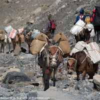 Buy canvas prints of Mules Climbing Thorung La, Annapurna Circuit, Nepa by Serena Bowles