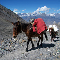 Buy canvas prints of Mules Climbing Thorung La, Annapurna Circuit Nepal by Serena Bowles