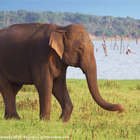 Buy canvas prints of Elephant by the Lake Kaudulla, Sri Lanka by Serena Bowles