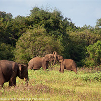 Buy canvas prints of Elephants Fighting Kaudulla, Sri Lanka by Serena Bowles