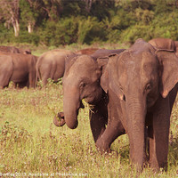 Buy canvas prints of Elephants Grazing Kaudulla, Sri Lanka by Serena Bowles