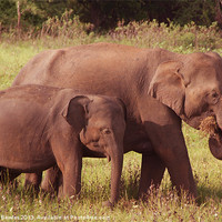 Buy canvas prints of Mother and Baby Elephants Kaudulla, Sri Lanka by Serena Bowles