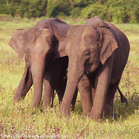 Buy canvas prints of Two Elephants Kaudulla, Sri Lanka by Serena Bowles