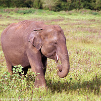 Buy canvas prints of Young Elephant Eating Kaudulla, Sri Lanka by Serena Bowles