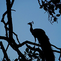 Buy canvas prints of Silhouette of Indian Peacock in Tree, Ranthambore, by Serena Bowles