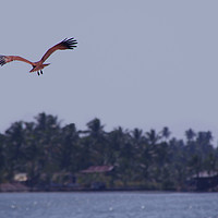 Buy canvas prints of Brahimny Kite in Flight Kerala by Serena Bowles