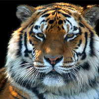 Buy canvas prints of Sumatran Tiger by Serena Bowles