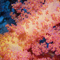 Buy canvas prints of Close up of Pink & Yellow Soft Coral, Red Sea by Serena Bowles