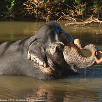 Buy canvas prints of Elephant Bathtime by Serena Bowles