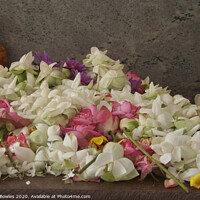 Buy canvas prints of Floral Offerings Anuradhapura by Serena Bowles