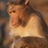 Buy canvas prints of Macaque Monkey, Badami by Serena Bowles