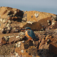 Buy canvas prints of Kingfisher on the Rocks by Serena Bowles