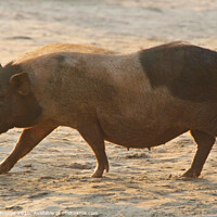 Buy canvas prints of Piggy on Palolem Beach by Serena Bowles