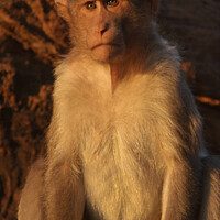 Buy canvas prints of Macaque Monkey Badami by Serena Bowles