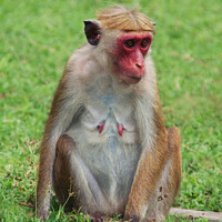 Buy canvas prints of Sri Lankan Toque Macaque Monkey by Serena Bowles