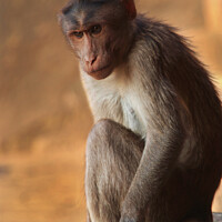 Buy canvas prints of Macaque Monkey Badami by Serena Bowles
