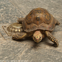 Buy canvas prints of Temple Tortoise Patan by Serena Bowles