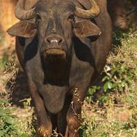 Buy canvas prints of Water Buffalo Stands his Ground by Serena Bowles
