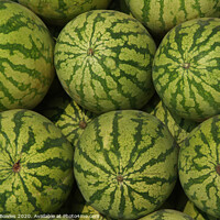 Buy canvas prints of Watermelons for Sale by Serena Bowles