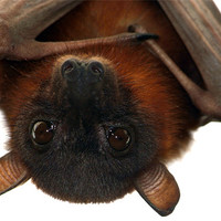 Buy canvas prints of Little Red Flying Fox Hanging Out by Serena Bowles