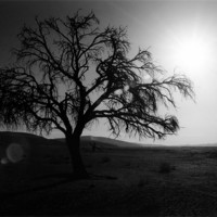 Buy canvas prints of Desert Tree with Sun Flare by Serena Bowles