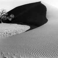 Buy canvas prints of Dune 45 and a Lonesome Tree by Serena Bowles