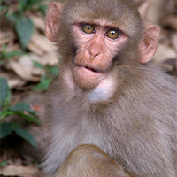Buy canvas prints of Young Rhesus Macaque with Food in Cheeks by Serena Bowles